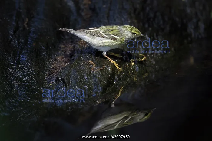 : Blackpoll Warbler : Blackpoll Warbler