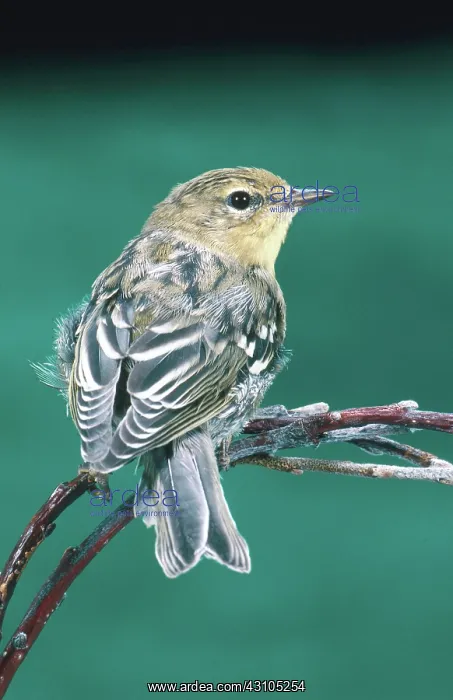 : Blackpoll Warbler : Blackpoll Warbler