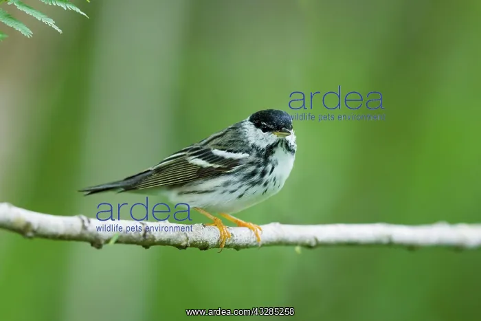 : Blackpoll Warbler - male on Spring migration : Blackpoll Warbler - male on Spring migration