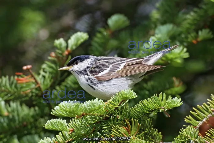 : Blackpoll Warbler. Male on territory in spring : Blackpoll Warbler. Male on territory in spring