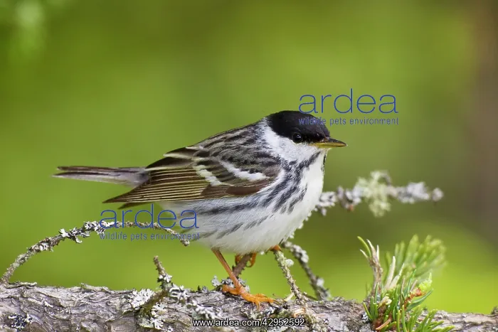 : Blackpoll Warbler. Male on territory in spring : Blackpoll Warbler. Male on territory in spring
