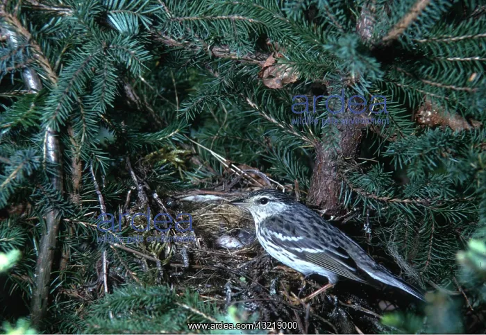 : BLACKPOLL WARBLER - NESTING : BLACKPOLL WARBLER - NESTING