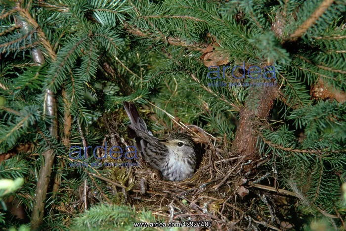 : Blackpool Warbler - on nest : Blackpool Warbler - on nest