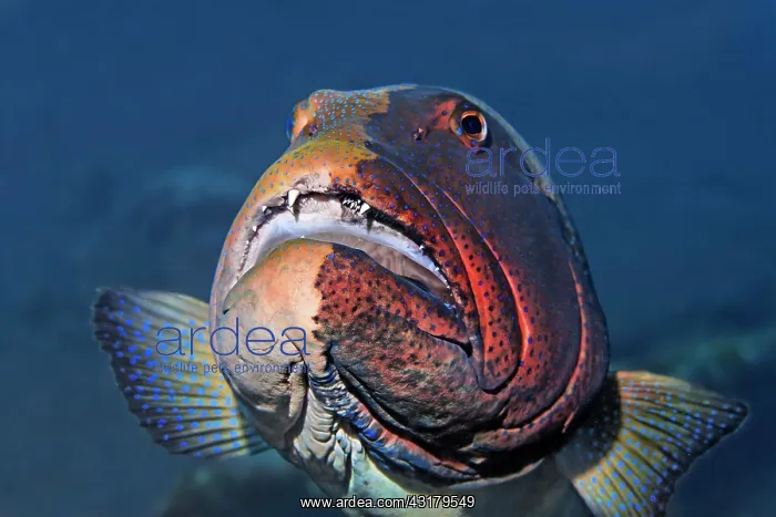 : Blacksaddled coralgrouper ( Plectropomus laevis) : Blacksaddled coralgrouper ( Plectropomus laevis)