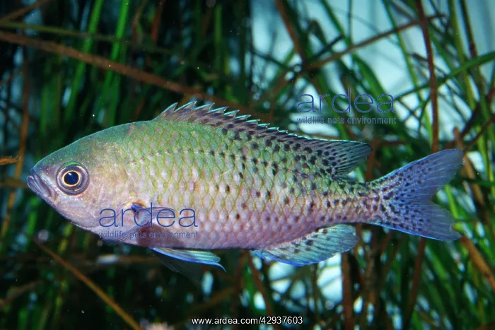 : BLACKSMITH Fish : BLACKSMITH Fish
