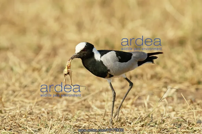 : Blacksmith Lapwing : Blacksmith Lapwing