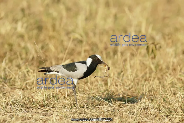 : Blacksmith Lapwing : Blacksmith Lapwing