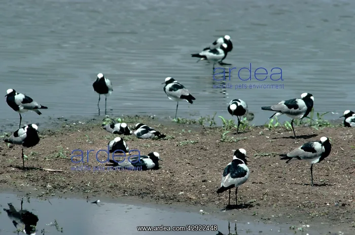 : BLACKSMITH PLOVER : BLACKSMITH PLOVER