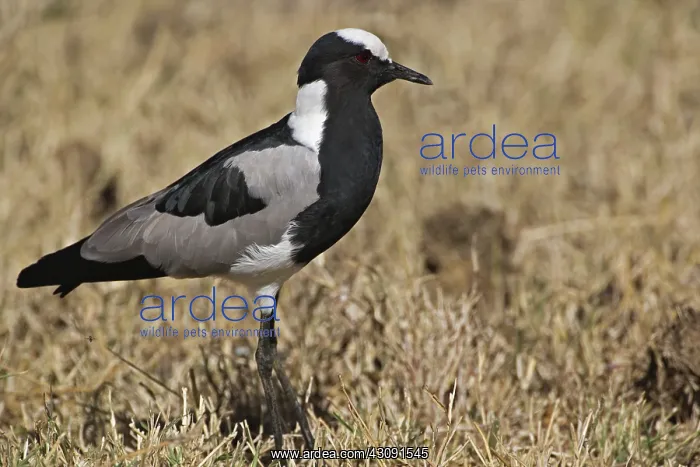 : Blacksmith Plover : Blacksmith Plover