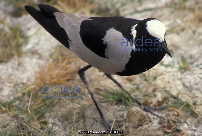 : Blacksmith plover : Blacksmith plover