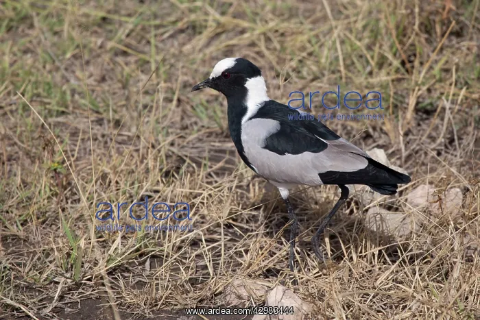 : Blacksmith Plover / Blacksmith Lapwing : Blacksmith Plover / Blacksmith Lapwing