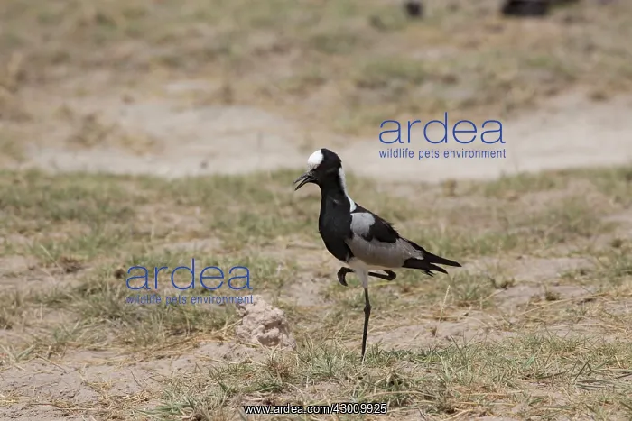 : Blacksmith Plover / Lapwing Amboseli National Park, Kenya : Blacksmith Plover / Lapwing Amboseli National Park, Kenya
