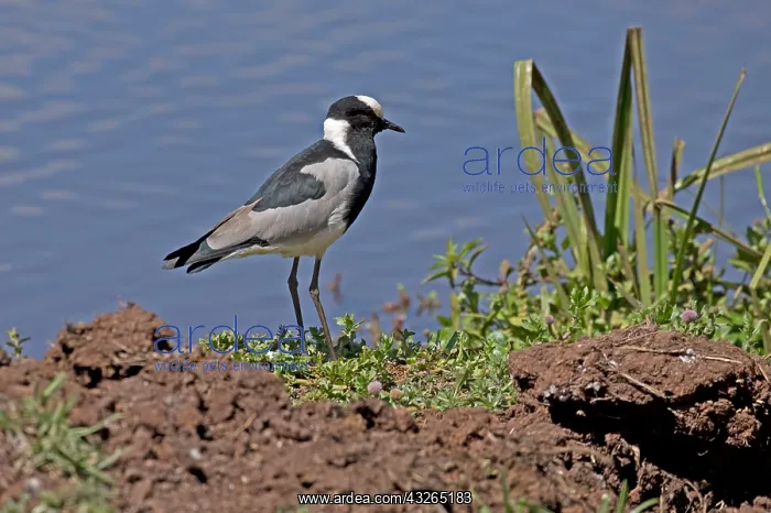: One Blacksmith plover, Vanellus armatus, Lewa Wildlife : One Blacksmith plover, Vanellus armatus, Lewa Wildlife