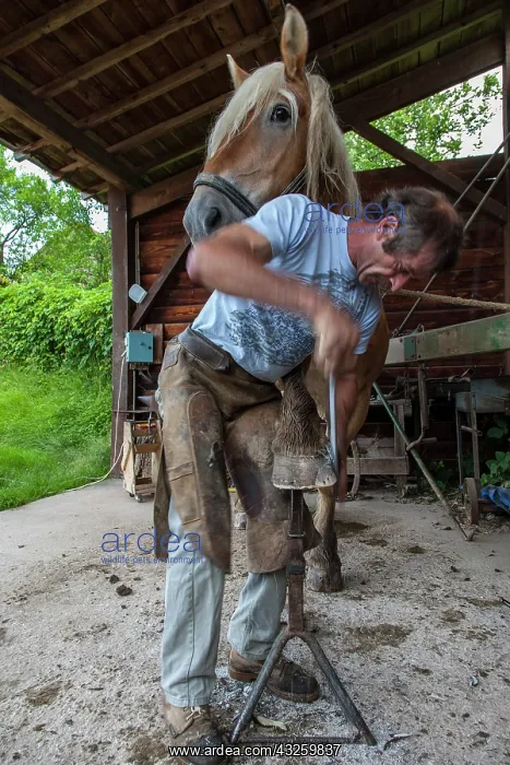 : Blacksmith working on Trait Comtois horse - France : Blacksmith working on Trait Comtois horse - France