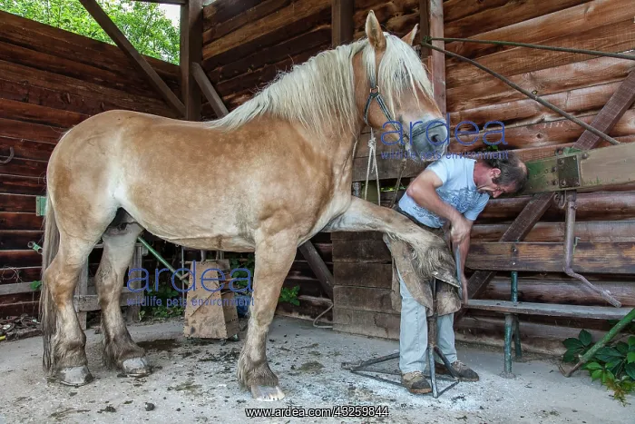 : Blacksmith working on Trait Comtois horse - France : Blacksmith working on Trait Comtois horse - France