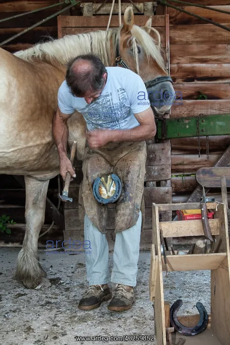 : Blacksmith working on Trait Comtois horse - France : Blacksmith working on Trait Comtois horse - France