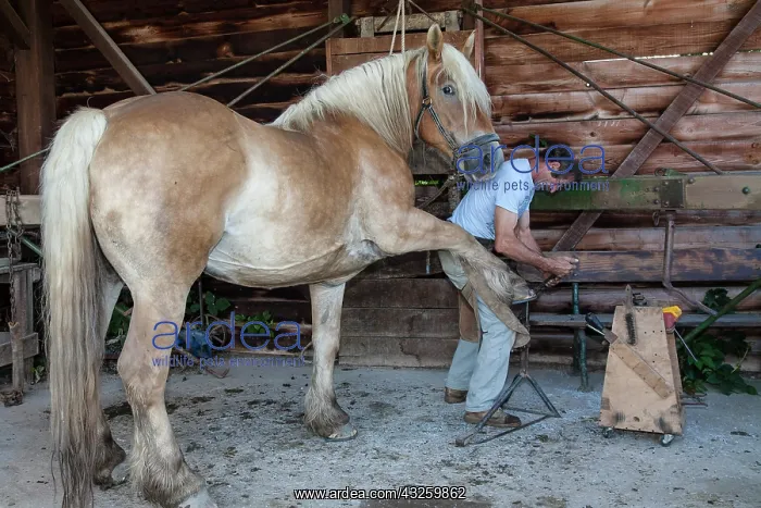 : Blacksmith working on Trait Comtois horse - France : Blacksmith working on Trait Comtois horse - France