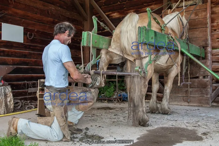 : Blacksmith working on Trait Comtois horse - France : Blacksmith working on Trait Comtois horse - France
