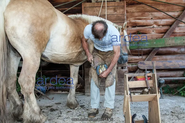: Blacksmith working on Trait Comtois horse - France : Blacksmith working on Trait Comtois horse - France