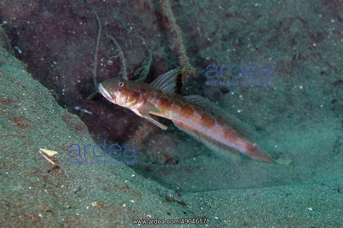 : Blackspot Mudgoby : Blackspot Mudgoby
