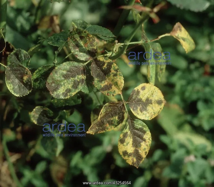 : Blackspot on Rose : Blackspot on Rose
