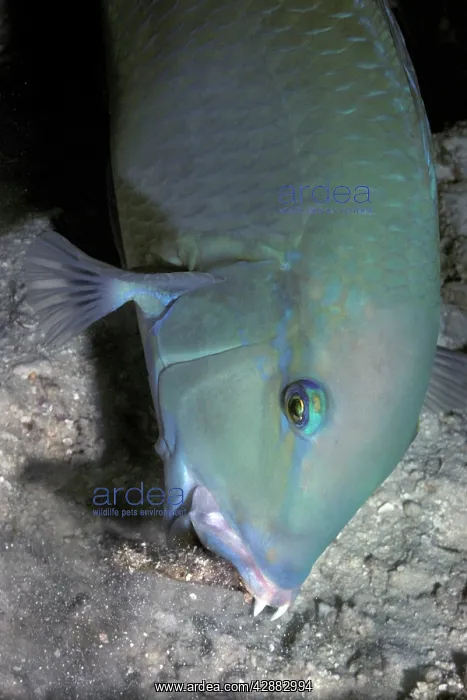 : Blackspot Tuskfish / Green Wrasse - foraging : Blackspot Tuskfish / Green Wrasse - foraging