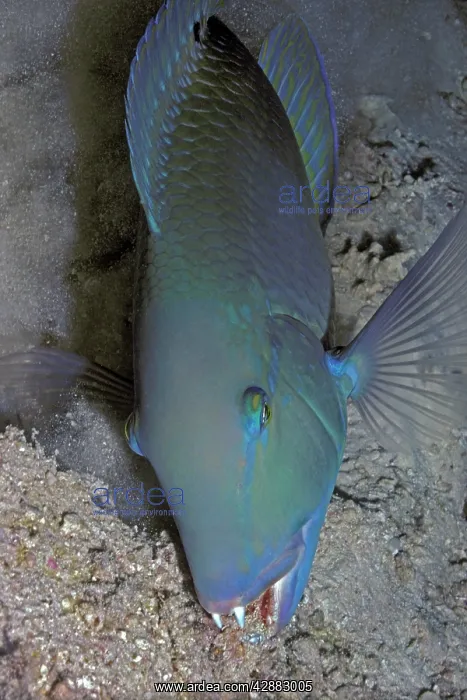 : Blackspot Tuskfish / Green Wrasse - foraging. Unusual : Blackspot Tuskfish / Green Wrasse - foraging. Unusual