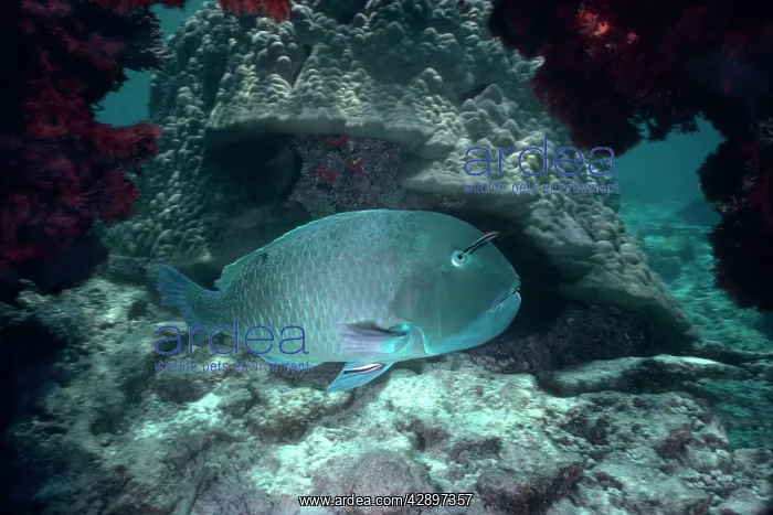 : Blackspot Tuskfish / Green Wrasse TUSKFISH : Blackspot Tuskfish / Green Wrasse TUSKFISH