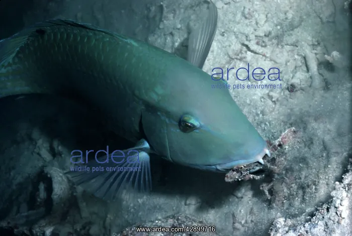 : Blackspot tuskfish / Green Wrasse - This wrasse : Blackspot tuskfish / Green Wrasse - This wrasse