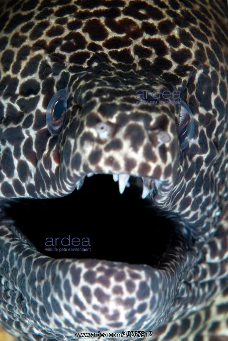 : Blackspotted Moray : Blackspotted Moray