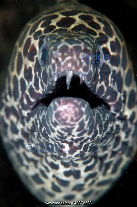 : Blackspotted Moray : Blackspotted Moray