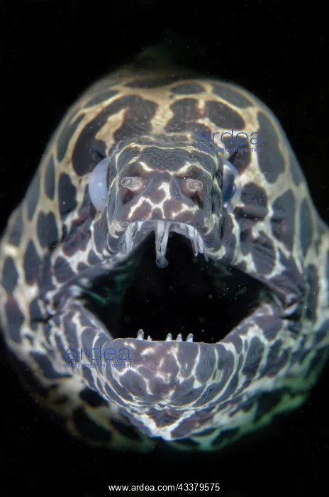 : Blackspotted Moray : Blackspotted Moray