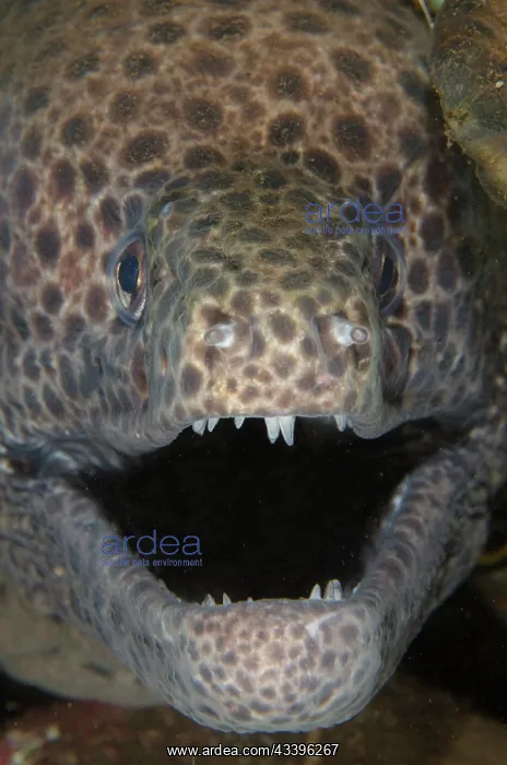 : Blackspotted Moray : Blackspotted Moray