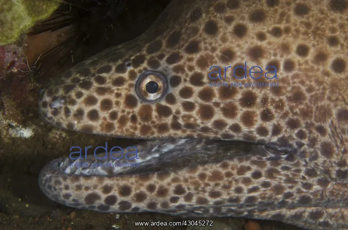 : Blackspotted Moray - Juvenile with Clear Cleaner : Blackspotted Moray - Juvenile with Clear Cleaner