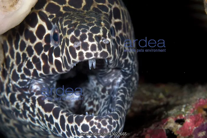 : Blackspotted Moray with open mouth showing teeth : Blackspotted Moray with open mouth showing teeth