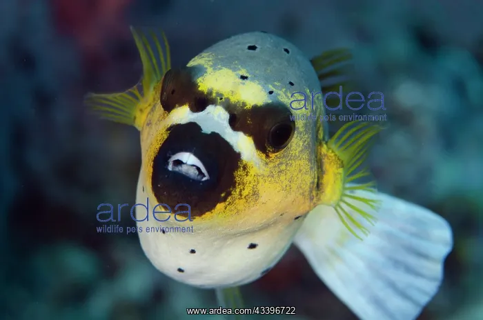 : Blackspotted Puffer : Blackspotted Puffer