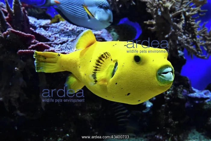 : Blackspotted puffer (Arothron nigropunctatus), rare : Blackspotted puffer (Arothron nigropunctatus), rare