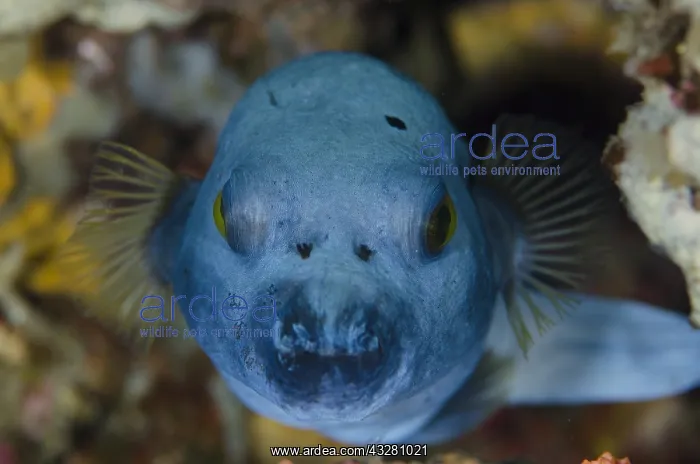 : Blackspotted Puffer - Jemeluk dive site, Amed, Bali : Blackspotted Puffer - Jemeluk dive site, Amed, Bali