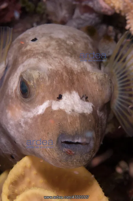 : Blackspotted Puffer - with parasite on lip : Blackspotted Puffer - with parasite on lip