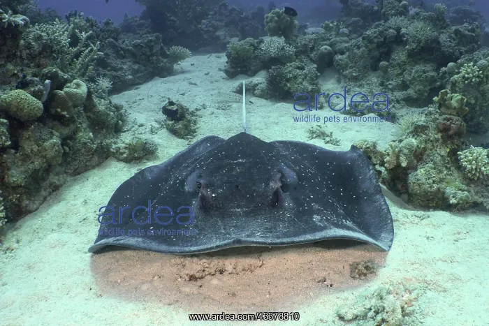 : Blackspotted stingray (Taeniura meyeni) on the seabed : Blackspotted stingray (Taeniura meyeni) on the seabed