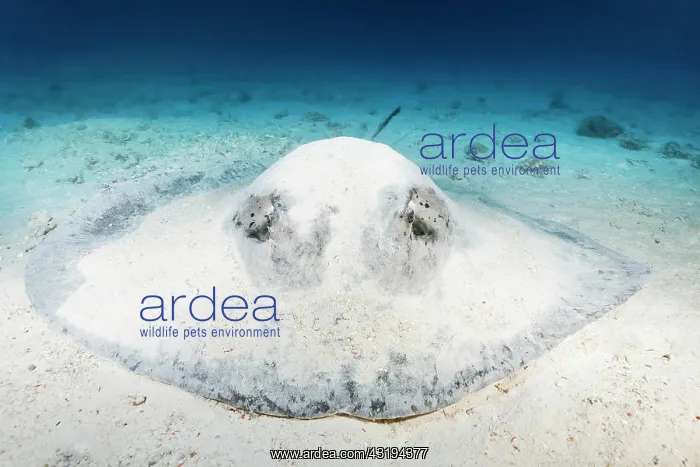 : Blackspotted stingray or (Taeniura meyeni) or (Taeniurops : Blackspotted stingray or (Taeniura meyeni) or (Taeniurops