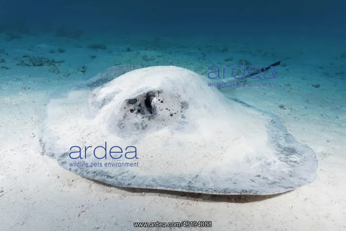 : Blackspotted stingray or (Taeniura meyeni) or (Taeniurops : Blackspotted stingray or (Taeniura meyeni) or (Taeniurops