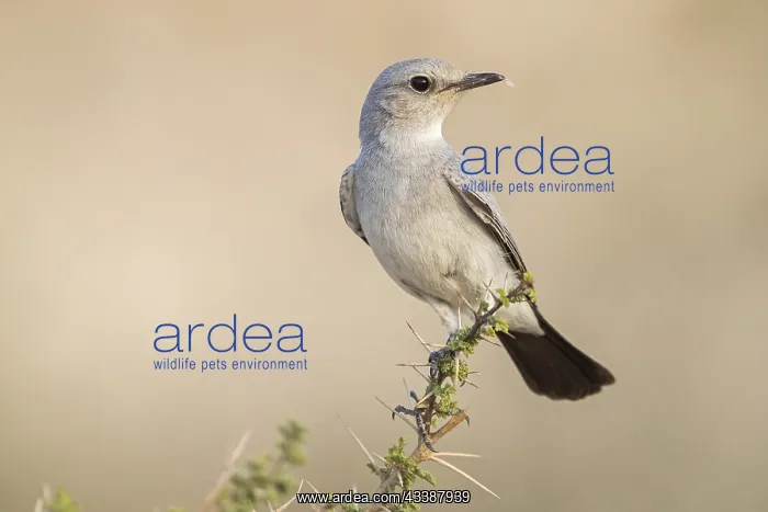 : Blackstart, (Cercomela melanura), Grey Chat, Ayn : Blackstart, (Cercomela melanura), Grey Chat, Ayn