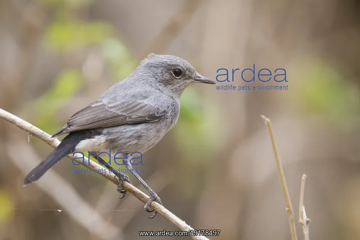 : Blackstart - Schwarzschwanz - Cercomela melanura ssp : Blackstart - Schwarzschwanz - Cercomela melanura ssp