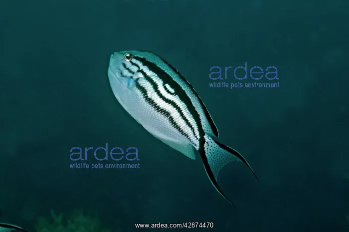 : Blackstriped Angelfish : Blackstriped Angelfish