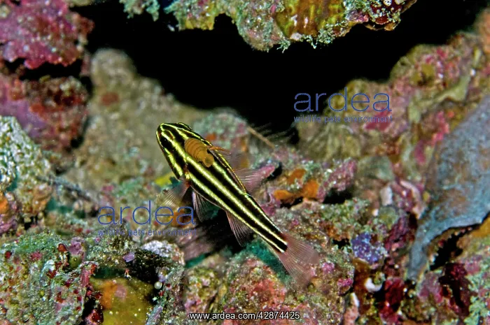 : Blackstriped Cardinalfish with Fish Lice (Family : Blackstriped Cardinalfish with Fish Lice (Family