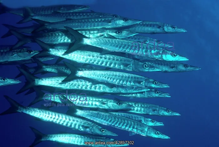 : Blacktail BARRACUDA : Blacktail BARRACUDA