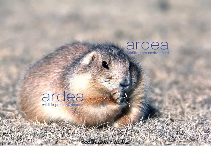 : BLACKTAIL PRAIRIE DOG : BLACKTAIL PRAIRIE DOG
