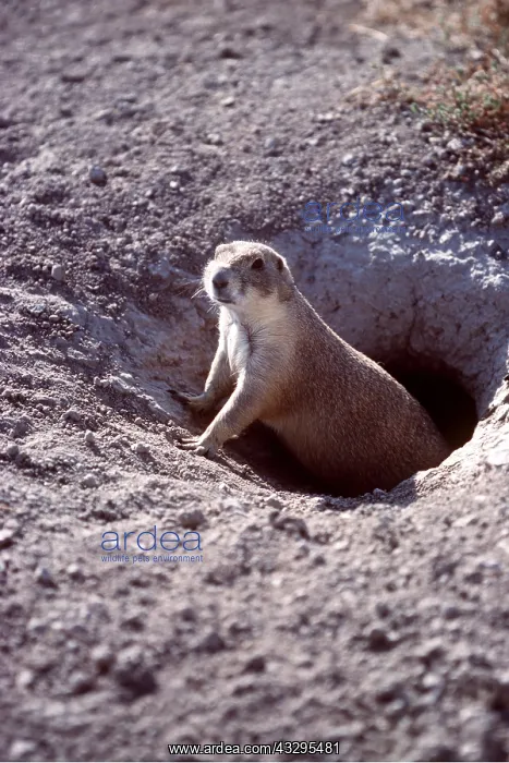 : Blacktail Prairie Dog - looking out of den : Blacktail Prairie Dog - looking out of den