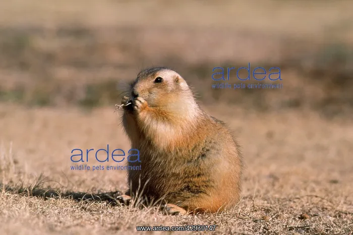 : Blacktail PRAIRIE DOG - s / view : Blacktail PRAIRIE DOG - s / view